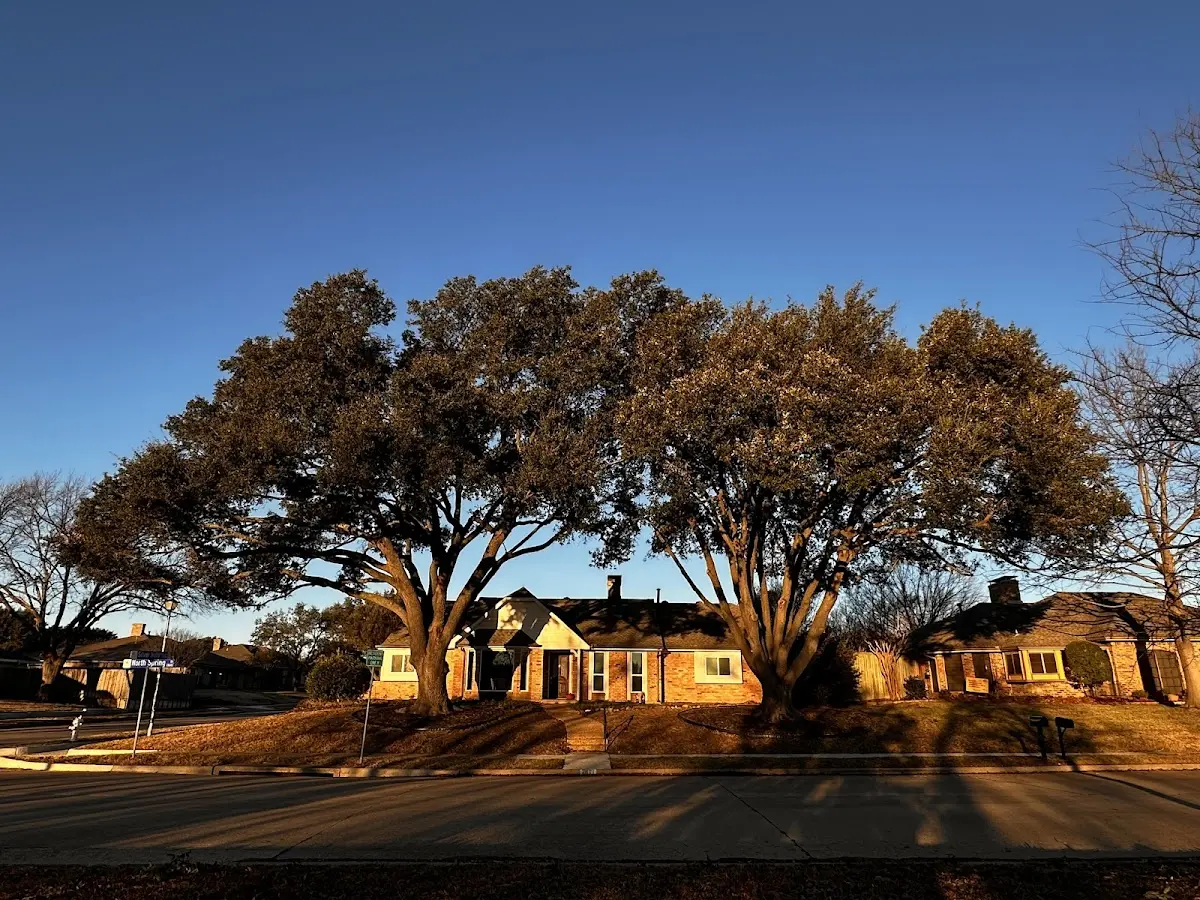 Established residential canopy tree shading a home in Lavelle