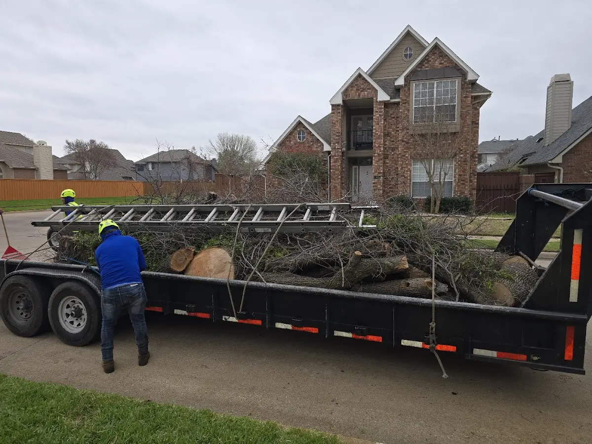 Expert Tree Removal with proper safety equipment in Lavelle